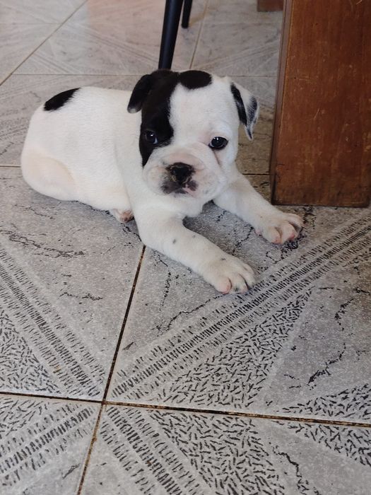 Bulldog francês fêmea