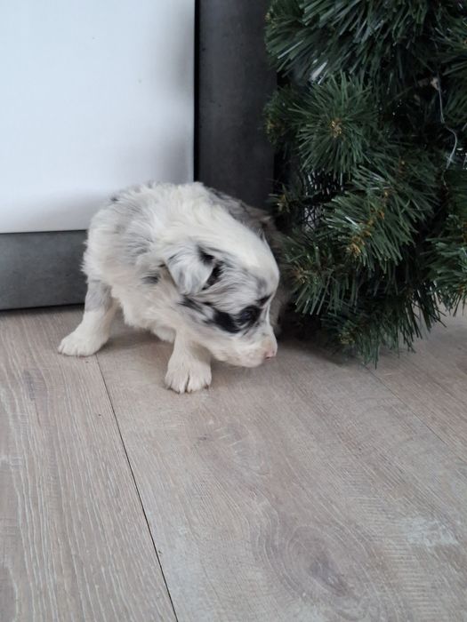 Border Collie suczka