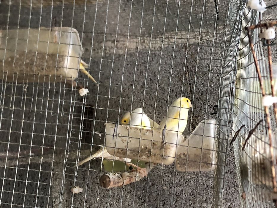 Cananios disponiveis ..