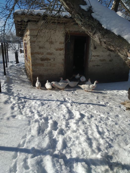 Мускусні качки, шипуни.
