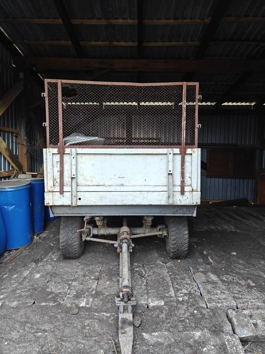 Rozrzutnik czarna białostocka