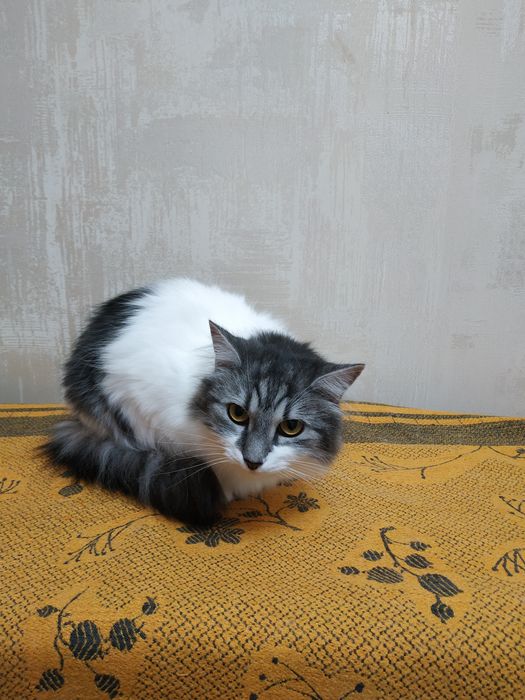 Кошечка шукає люблячу родиру