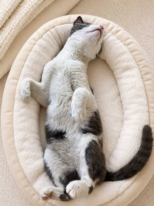 Gato para adoção - NAPOLEÃO