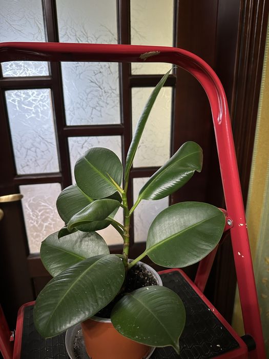 Фікуси Робуста, Бейліз, , ціна від 100 ₴