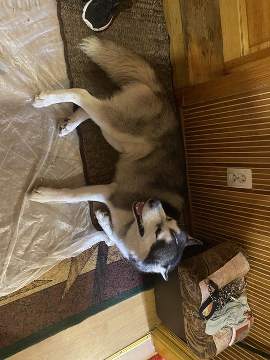 Неймовірний пес хаскі шукає родину!