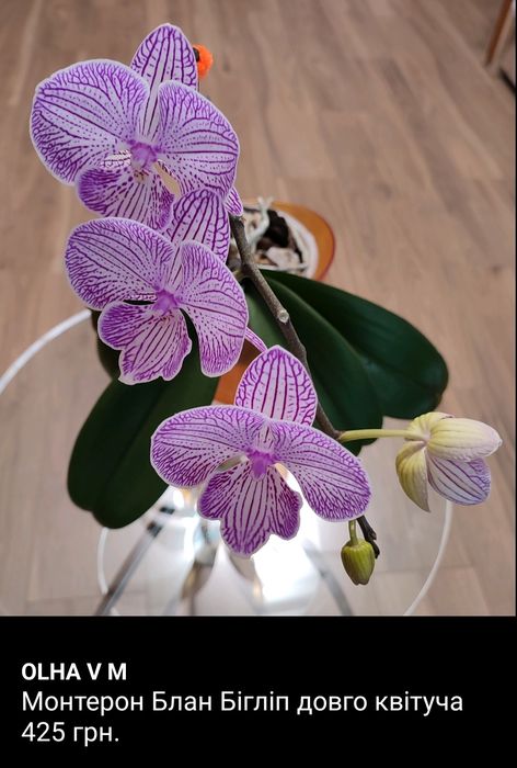 Орхідея Фаленопсис Біг лип квітуча сортова домашня - на фото оригінал