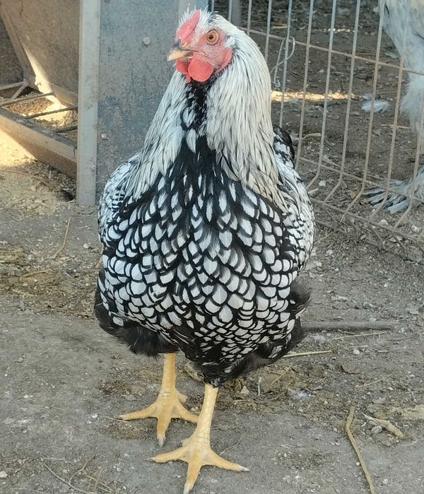 Aves importadas  Brahmas/ Malines/ Sulmtaler/ Músico Kosovo