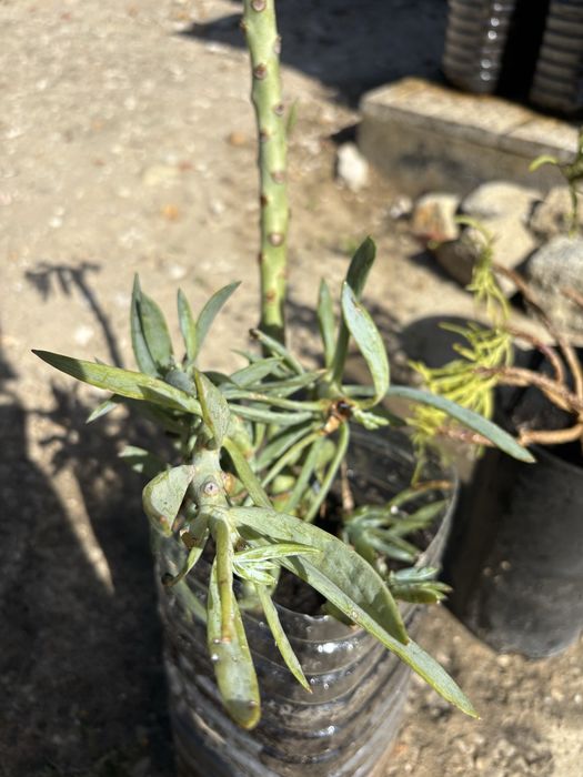 Plantas soculentas