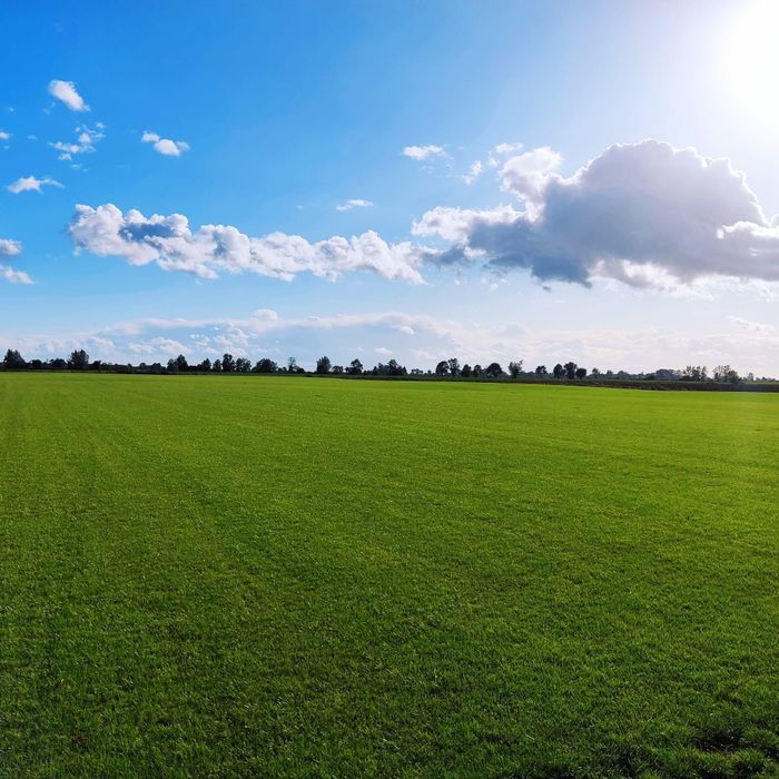 Trawa z rolki - Producent Garden Grass