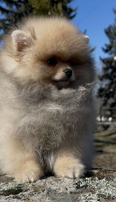 Кто забыл приобрести собаку?