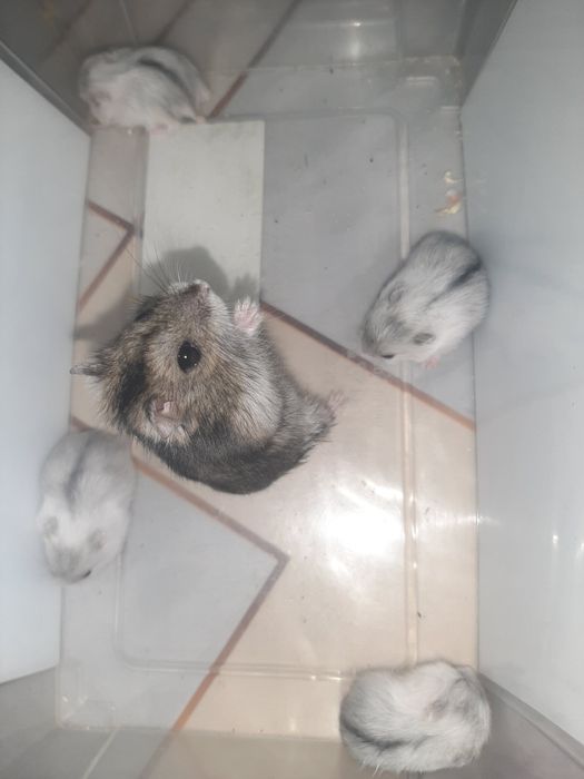 Хом'ячки джунгарики