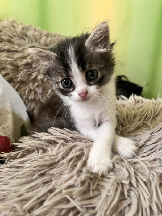 Пухнасті котики безкоштовно