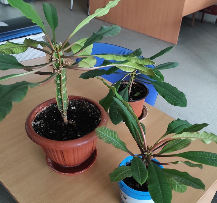 Молочай біложилковий