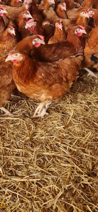 KURY NIOSKI - Zapisy na marzec 2025