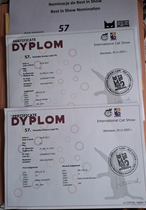 Kocurek Syberyjski WCF