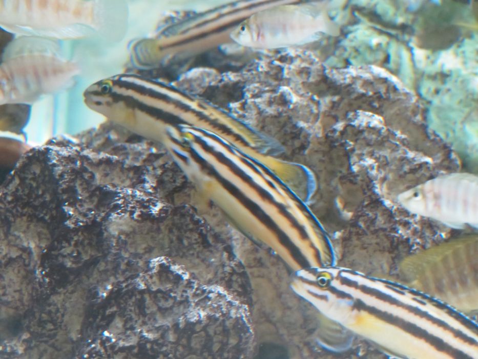 Julidochromis marksmithi tanganika 2