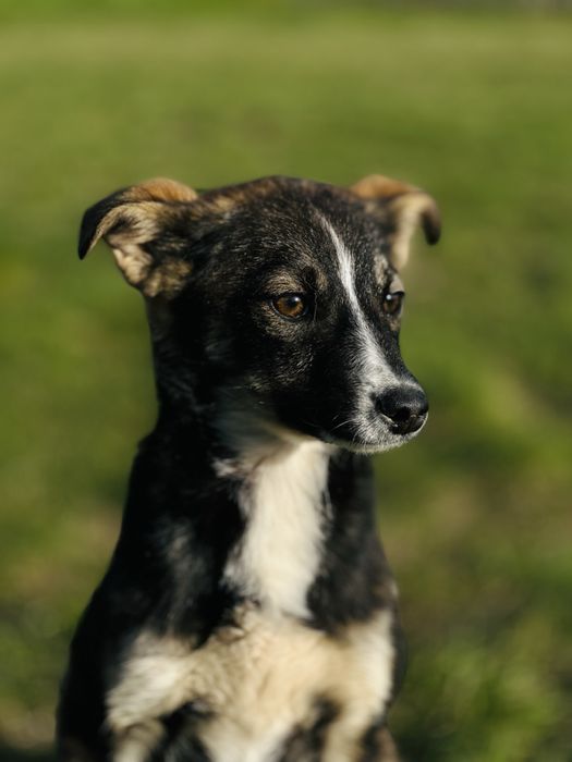 Собачка дівчинка прилаштування