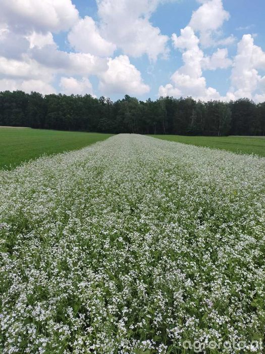 Rzodkiew oleista 2025