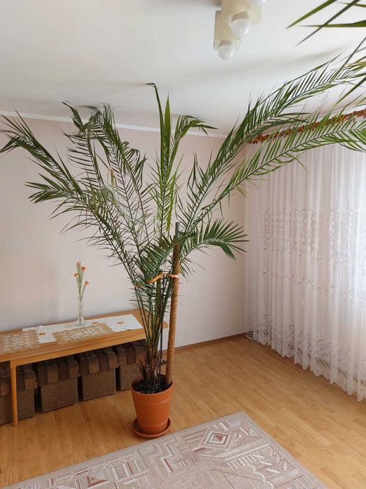 palma domowa 25 letnia  wysoka na 2,4 m