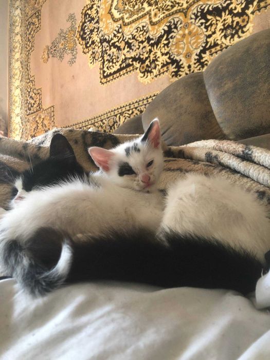 Віддаю котика в добрі руки