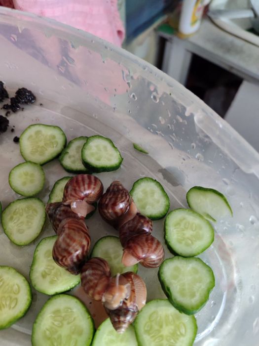 Равлики домашні дітки та мама