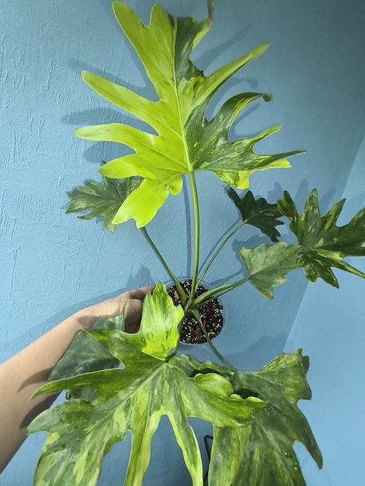 Філодендрон Dragon Fire