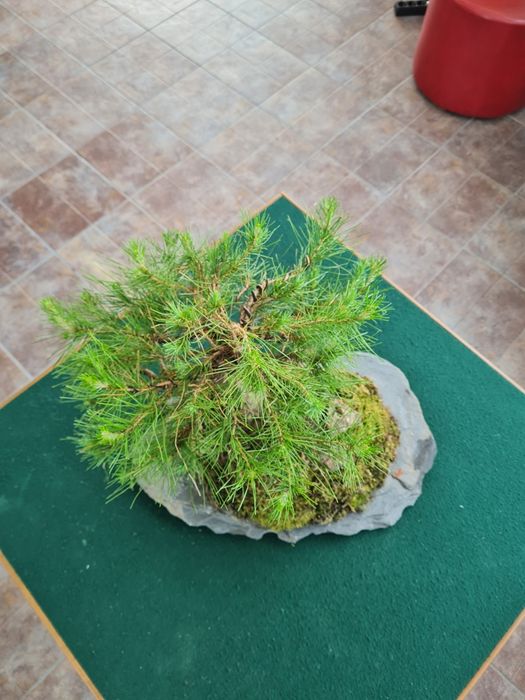 Bonsai Pinus Halepensis