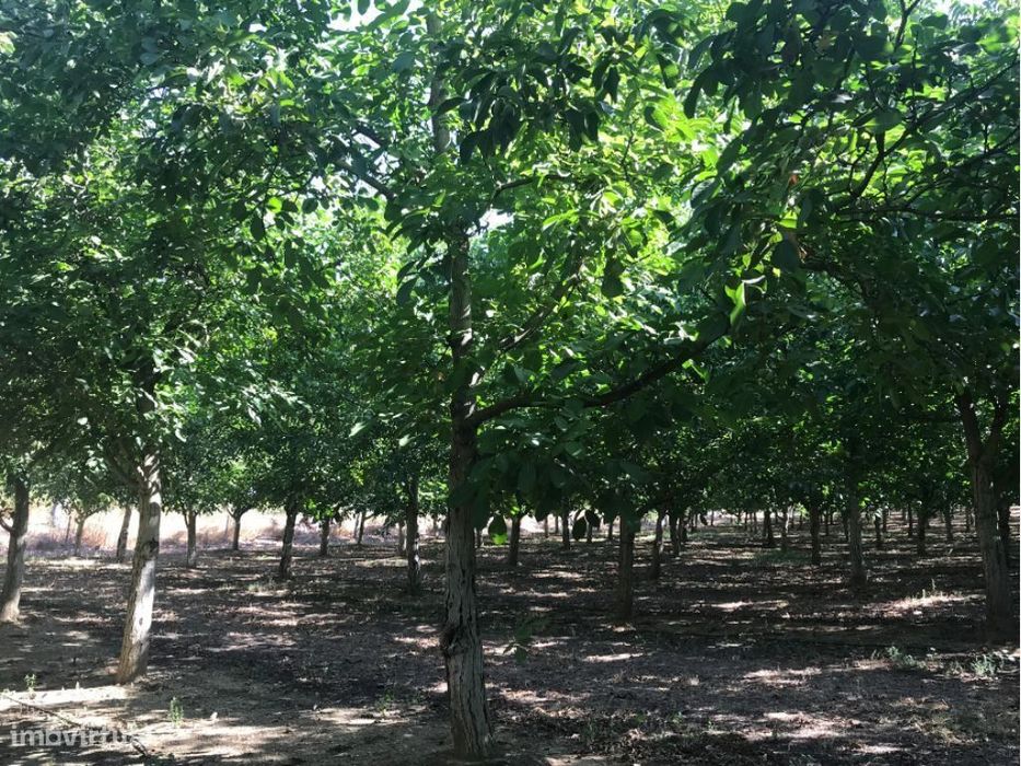 Estremoz | Herdade 5 ha com Projeto Aprovado para Hotel Rural 4 | E...