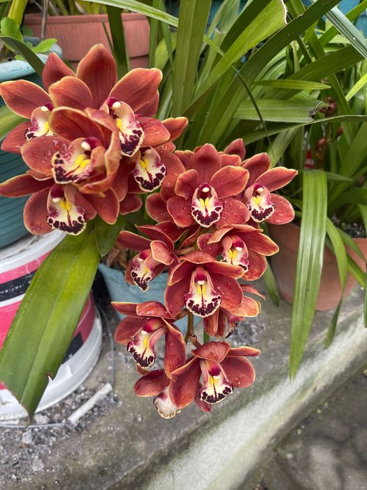 Orquídeas para venda