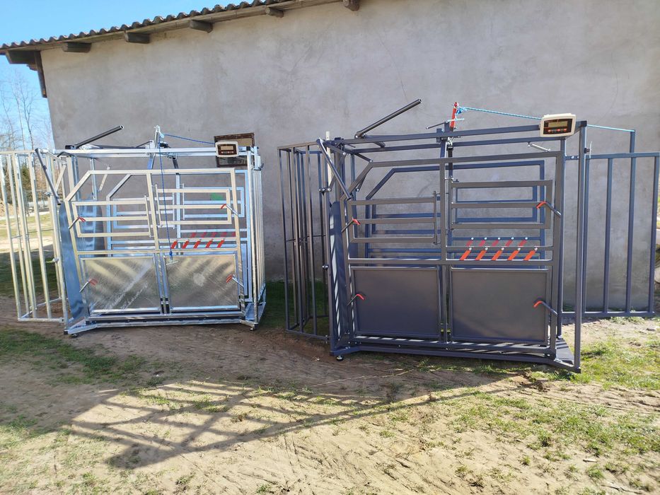 Poskrom + Waga Inwentarzowa dla Bydła Limousine Mamki Odsadki