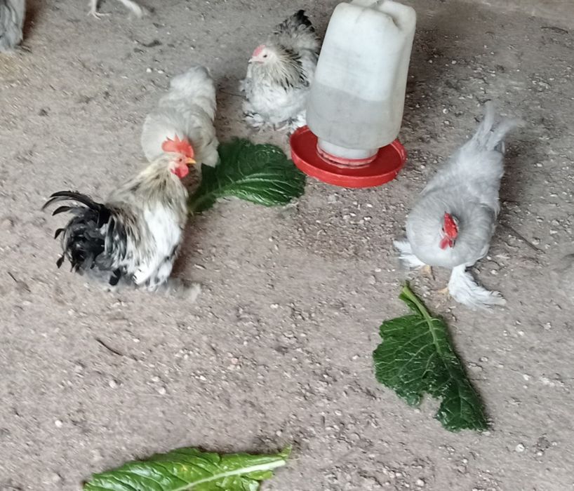 Vendo galo da Índia romano cinzento