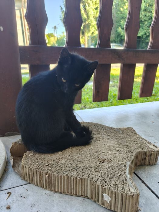 Kotki do adopcji
