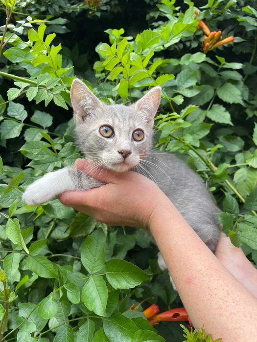 Кошеня, 3 місяці, хлопчик.