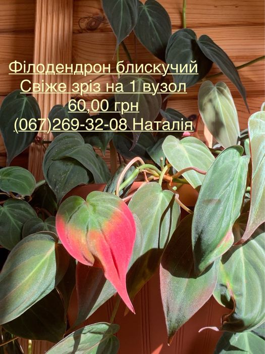 Філодендрон види