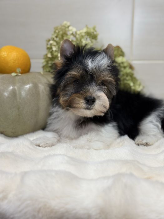 Хлопчик бівер, з документами. Кольровий йорк