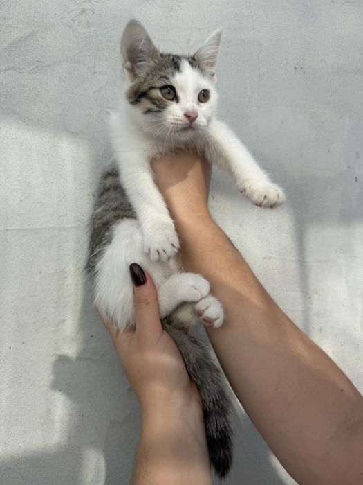 Кошенята в добрі руки