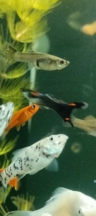 gupiki rybki akwariowe