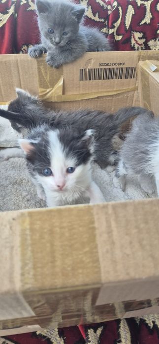 Кошенята котики коти