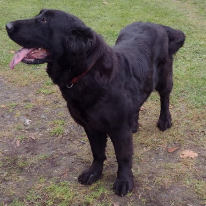 Owczarek Środkowoazjatycki