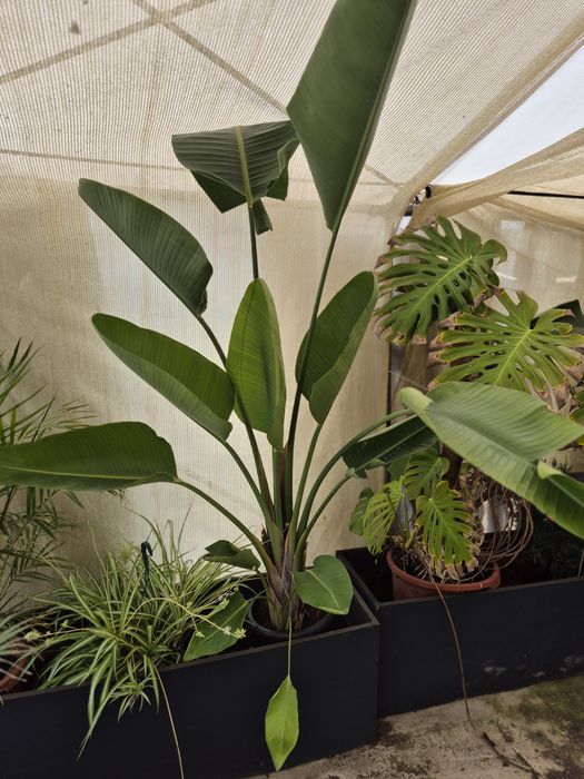 Planta  Natural / Strelitzia Nicolai / Decoração  / Jardim