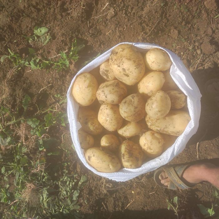 Продам  картоплю