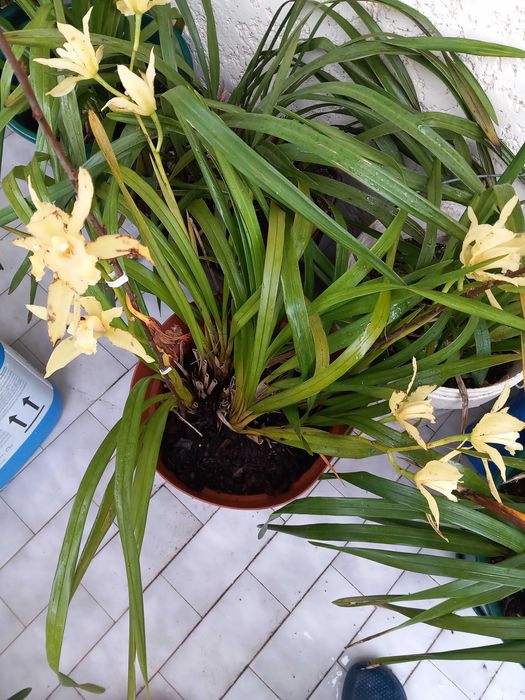 Vasos Orquídeas amarelas de exterior