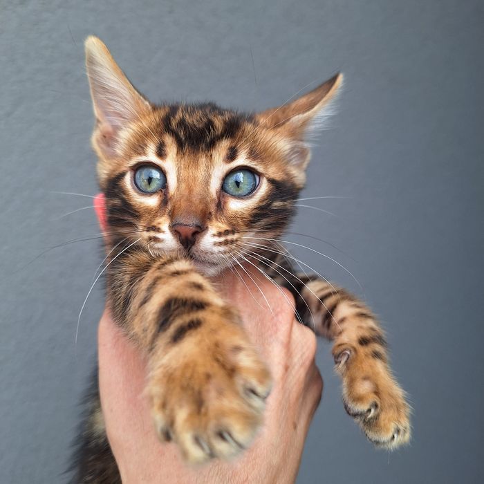 Kotka  bengalska Kocięta bengalskie