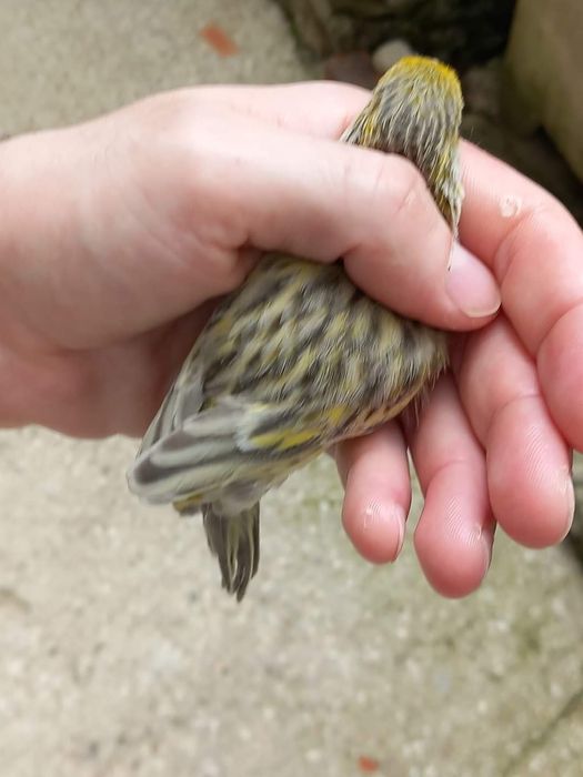 Canarios Ágata onix amarelo intenso/nevado de 2024 boa qualidade