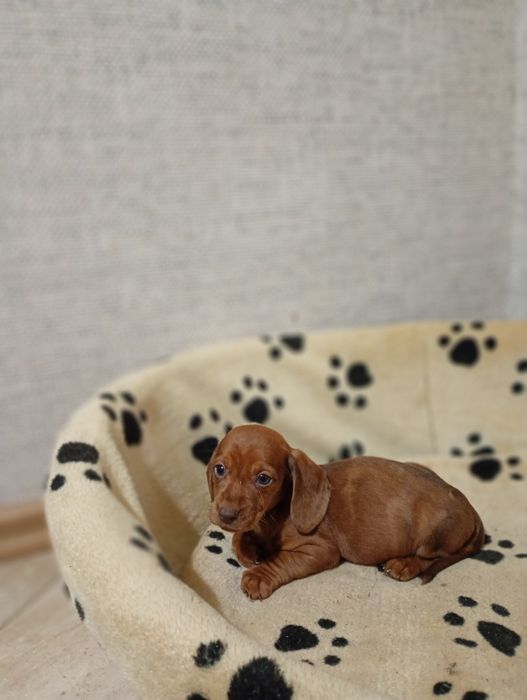 Jamnik Krótkowłosy