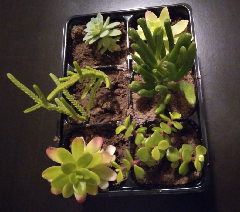 6 Suculentas por 4€
