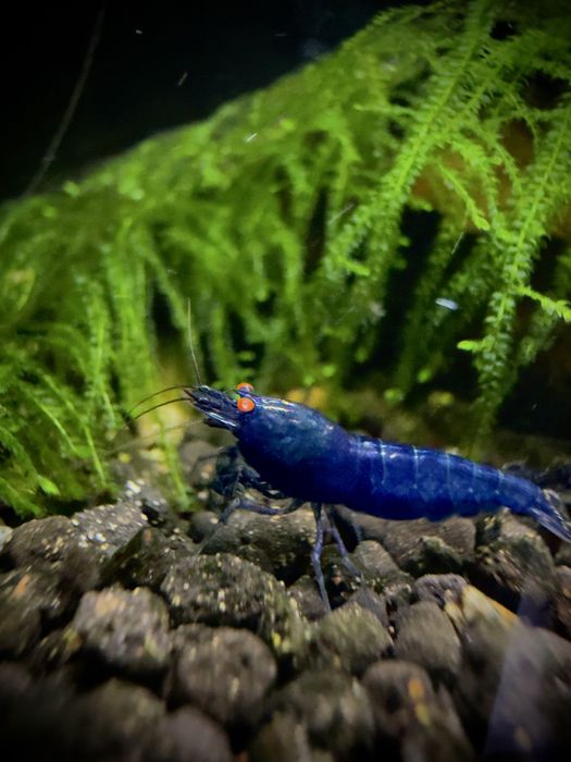 Royal Tiger OE HIGH - krewetki Caridina / linia Crazy Shrimps