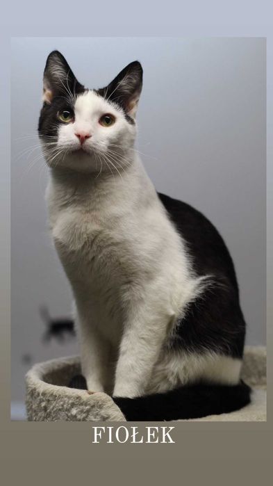 Fiołek - młodziutki, delikatny kocurek chciałby mieć dom