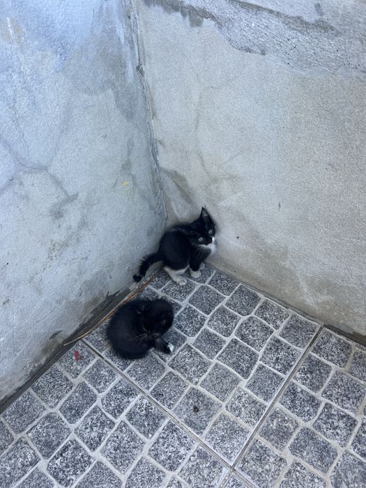 Gatas para adoção