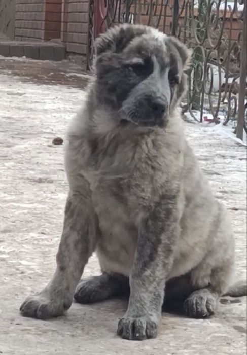 Кобель в тигровом окрасе.